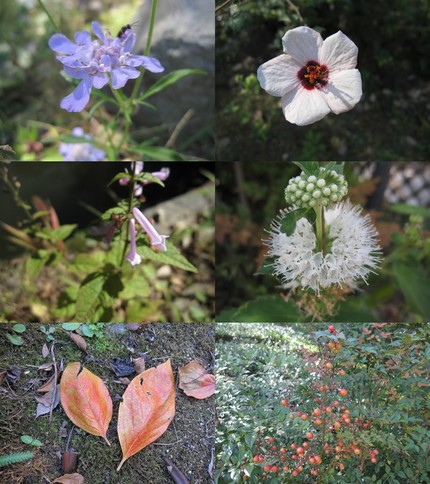 晩秋の景〜淡い日差しの野の花