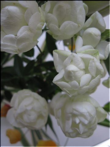 恋の吐息〜白薔薇