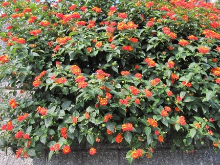 紅葉に負けない紅妖・・・七変化