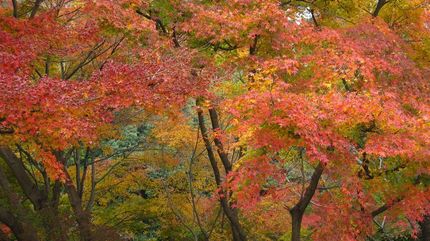 紅葉物語〜屏風絵風