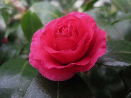 薔薇のようにゴージャスに!!