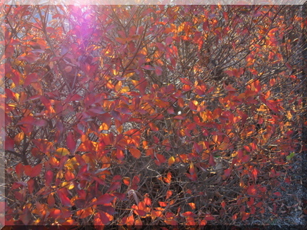 真紅に輝くステンドグラス