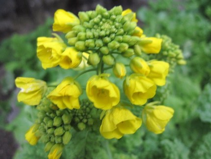 小寒の菜の花だより