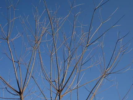 青空・・・のびやかに？!