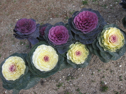 立春〜今年は暖かく花盛り♪