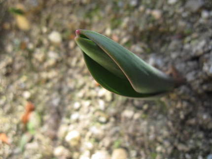 桜の頃の陽気