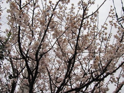 彼岸桜の舞