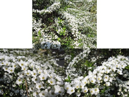 白い妖精たち