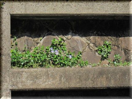 絵画な青紫の花