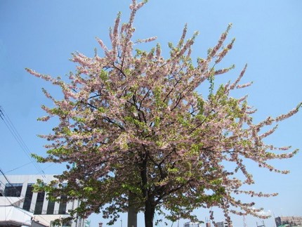 桜の樹の下で
