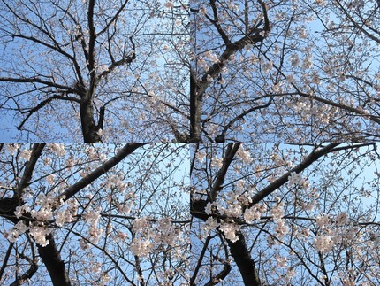 桜日記〜暖かい日射しに桜は開く