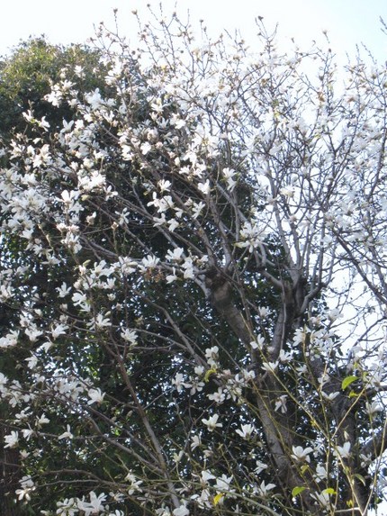 白い鳥が一斉に羽ばたくように