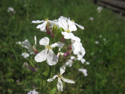 大根の花