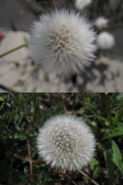 ふわふわ野芥子とふわふわ蒲公英