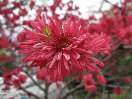 桃は桃でも・・・菊の桃