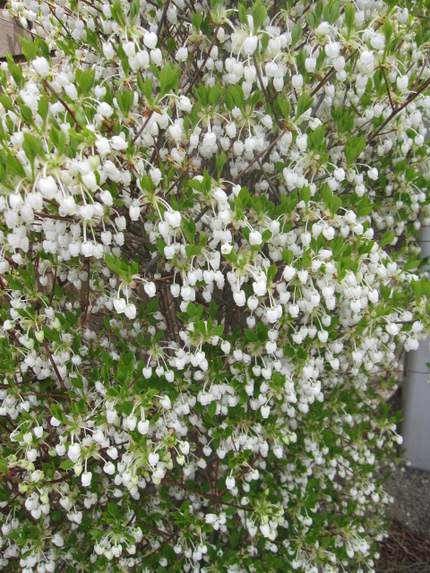 ステンドグラスの花