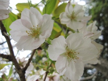さくら　桜　〜　桜綴　２０１１
