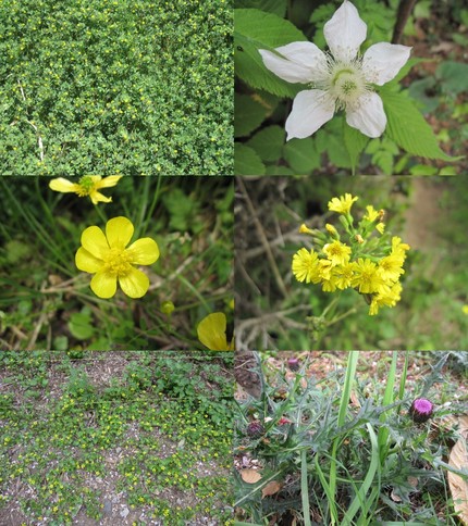 野辺の花
