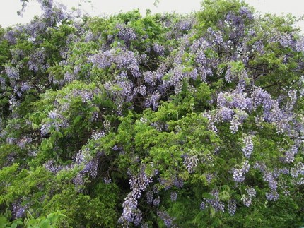 藤花満開*立夏を祝す