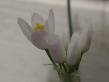 母の日には、ユリの花束を!!
