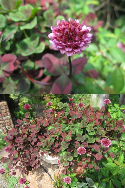 紅詰め草