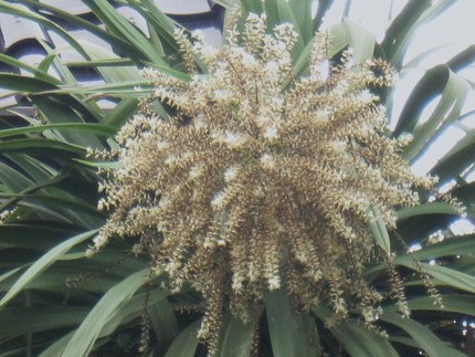 初夏の花火