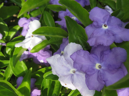匂いの蕃茉莉（バンマツリ）