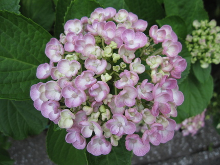 ちびまる子ちゃんの紫陽花