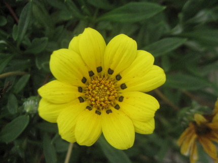 Treasure flower