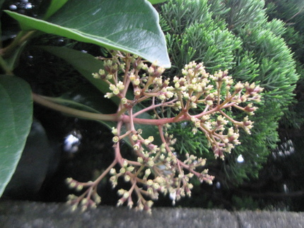 青い珊瑚樹再び