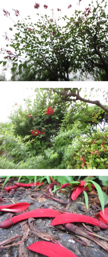 珊瑚刺桐