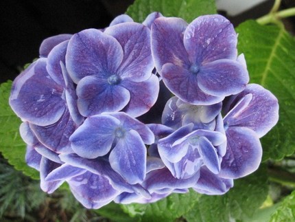 紫陽花月の終わり
