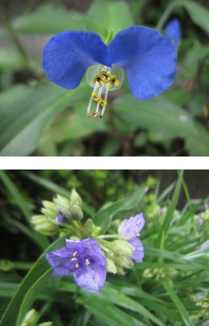 懐かしの露草＆紫露草