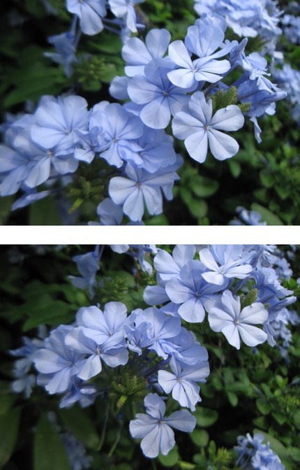 密かな情熱の瑠璃茉莉