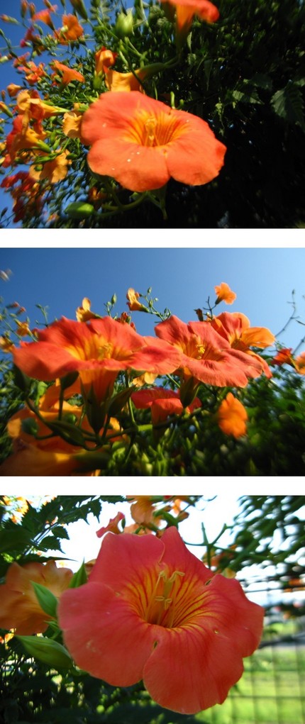情熱の紅い薔薇～♪