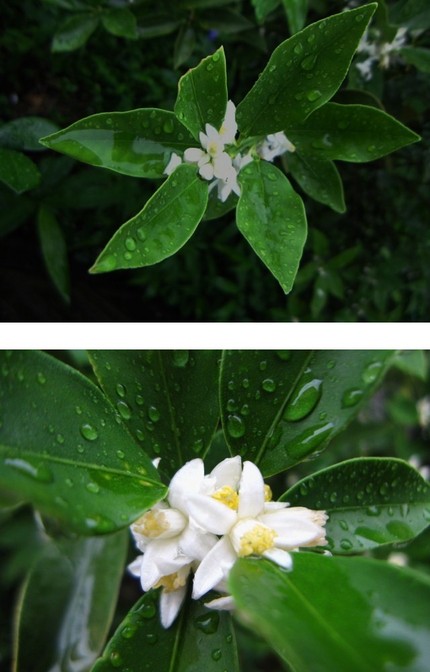 みかんの花が咲いている～♪