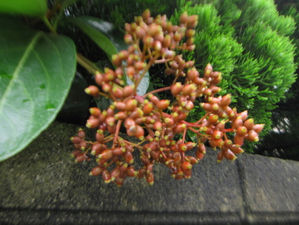 赤茶色の珊瑚樹