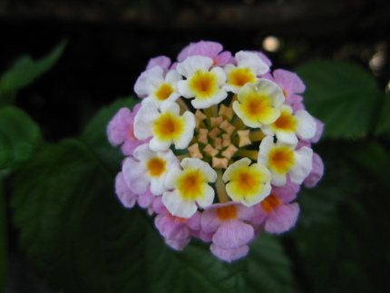 華簪