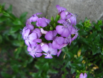 路傍の花