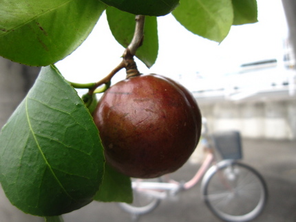 美味しそうな実とわたしの自転車