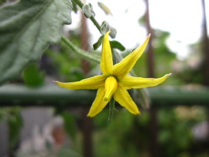 トマトの花