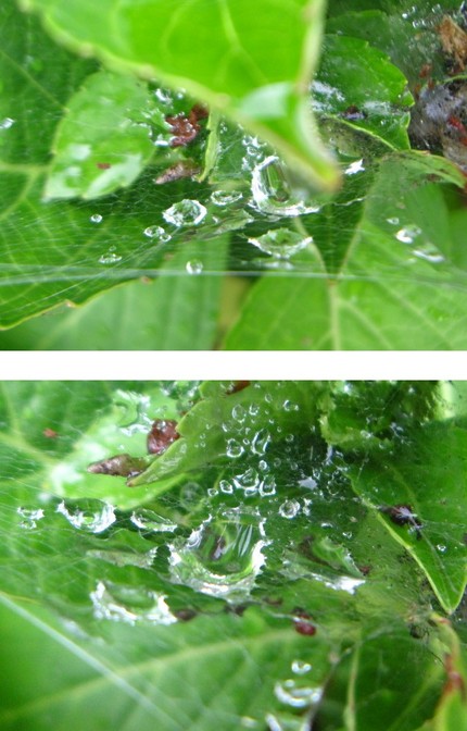 蜘蛛の糸を纏う雫