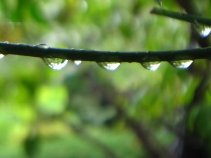 今日からしとしと雨が続く