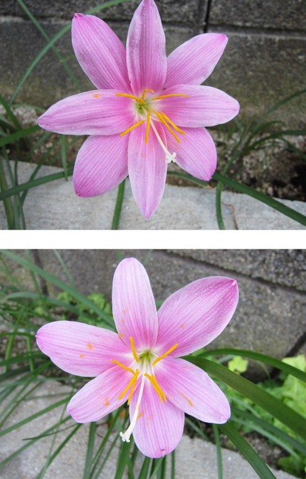 花冠の８裂 サフランモドキ