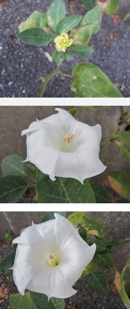 夕暮れ時に花開く～ダチュラ