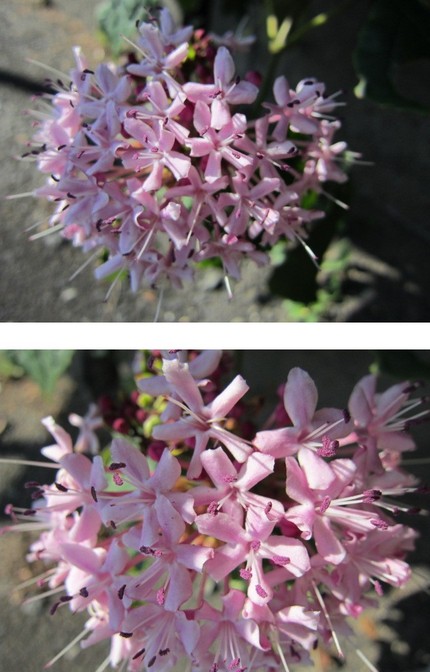 運命の花～牡丹臭木