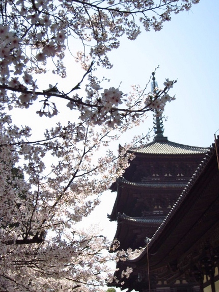 興福寺　2