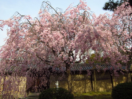 夢殿格子奥の桜