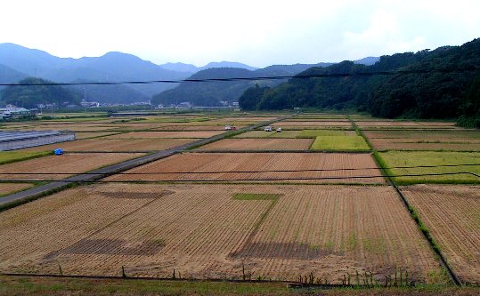 四万十川はもう秋≪稲刈り≫の真...