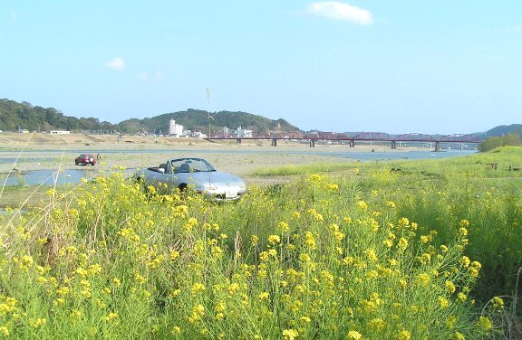 四万十川は菜の花の春です。